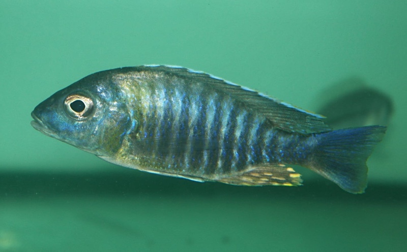 Aulonocara sp. 'yellow collar' Masasa Reef